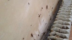 Уничтожение тараканов в квартире при большой заселённости насекомыми.