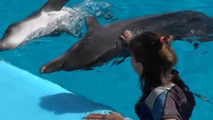 Аминка Витаминка ♥️ Танцы с Дельфинами ? Катание на Дельфине ? это очень КРУТО!