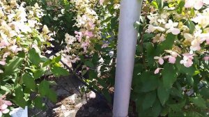 В питомнике Веры Глуховой, продолжение.