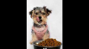 грандорф корм для собак купить