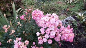 Розы . Когда и как обрезать розы осенью?