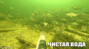 Подводная Охота в Волгограде "САМАЯ ЧИСТАЯ ВОДА". Большие Стаи Рыбы. Сом, Щука, Карп, Новый сезон!