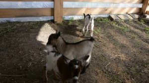 камерунские карликовые козлики