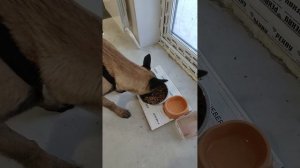 #Как правильно кормить Малинуа