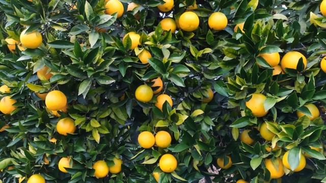 ГАЛИНА КУЗОРО=АБХАЗИЯ=МАНДАРИНОВЫЙ САД смотреть онлайн