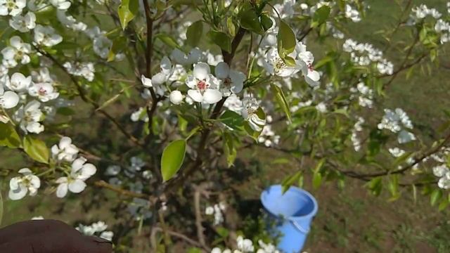 Урожай под угрозой!!! Алёнка Мохнатая.mp4 смотреть онлайн