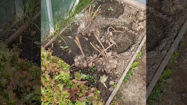 Огородные работы / Зацвели карликовые ирисы /16 мая на даче смотреть онлайн