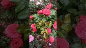 Розы первого года. Знакомство. Мадам де Сталь, Крокус Роуз, Абрахам Дерби и многие другие