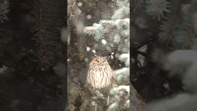 Ушастая сова смотреть онлайн