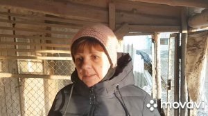 СКОЛЬКО ПЕТУХОВ должно быть в курином стаде.