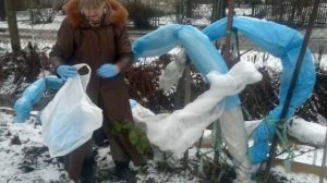 Ежевика,укрываем на зиму .
