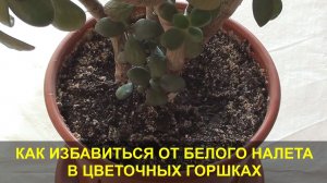 Белый Налет в Цветочных Горшках. В чем Причина и как Избавиться от белого налета в цветочном горшке