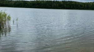 Отдых с палаткой. Смоленское поозерье. Прогулка вокруг озера Рытое, июль 2023 года .