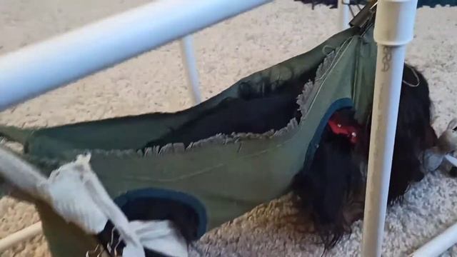 #тренажёр для собаки- спинальника. Кроличья такса Филя учится ходить. смотреть онлайн