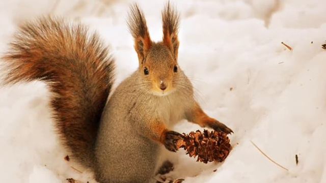 ※Зимняя красота※ смотреть онлайн