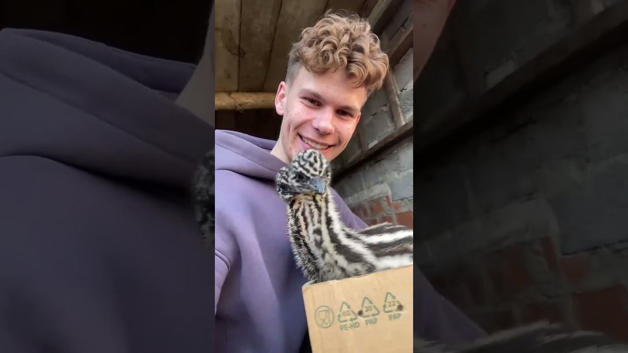 Сколько вам взвесить цыплят ? Трудовые будни в деревне смотреть онлайн