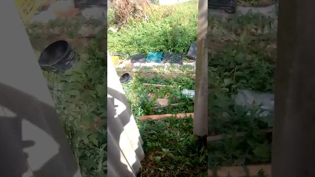 Просторный туалет из подручных средств ( поддоны и старый шифер). туалет без запаха