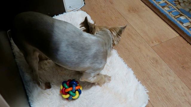 Застукали Дези на месте поедания! Йорк и вкусное лакомство! смотреть онлайн