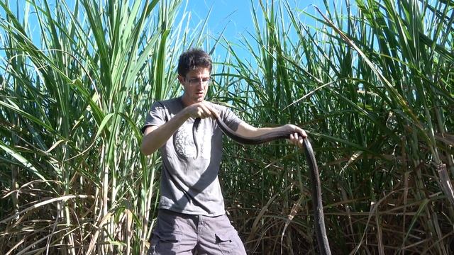 Coastal Taipan! смотреть онлайн