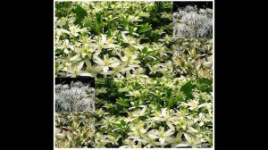 Clematis terniflora mandshurica - AKA Leatherleaf Clematis FLOWER SEEDS on  www.MySeeds.Co