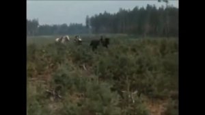 Будет лес для вас, китайцы.