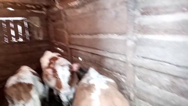 Коровы/Телята /Готовка/Уборка в сарае?
