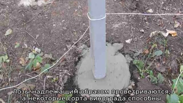 Шпалера для винограда