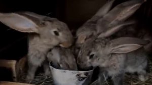 Young rabbits are hungry (Молодые кролики проголодались)