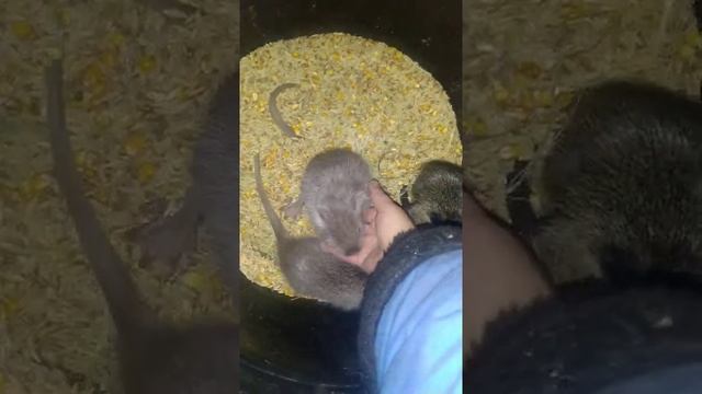 Взвешивание новорожденных нутрят.