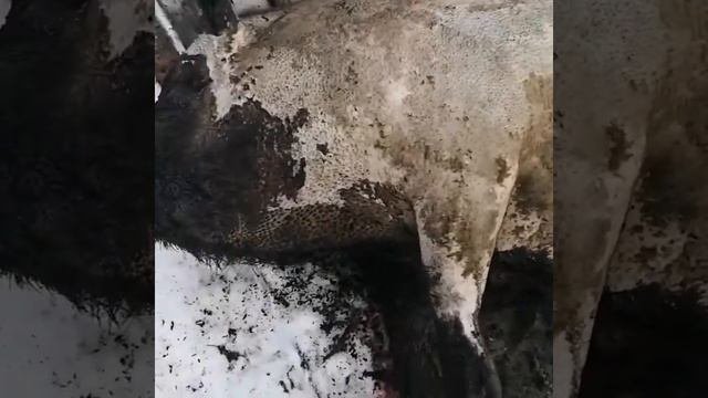 Забой поросёнка вьетнамской породы.