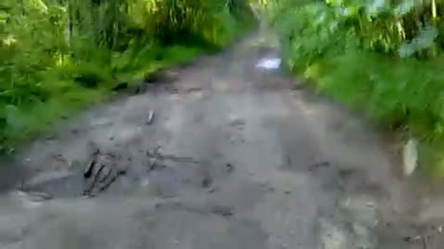 лесная дорога
