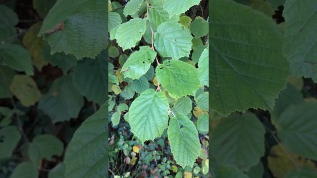 Common Hazel (Corylus avellana) - leaves - October 2017