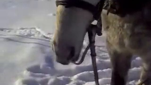 Говорящая лошадь. смотреть онлайн