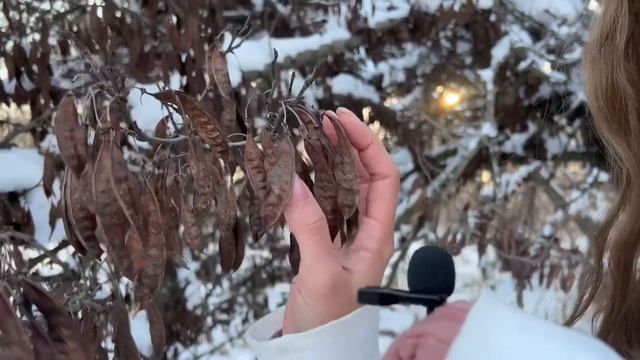 АСМР В Снежном Лесу || снежные триггеры, птицы и шёпот