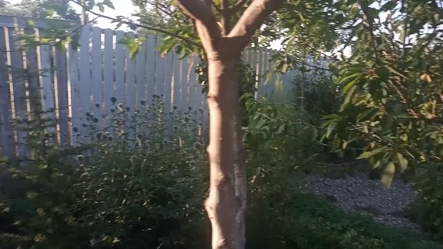 Летний вечер в парке "Укромный". Обзор 05.07.2023. смотреть онлайн