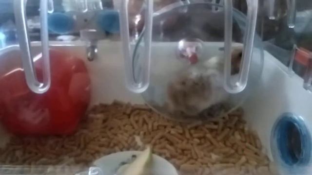 Наш новый питомец, хомяк Боря. смотреть онлайн