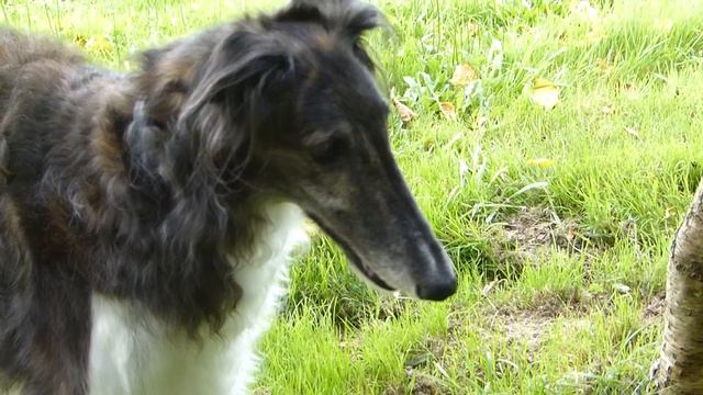 Devouchka et le chat - Русская борзая с кошкой! - "Девушка" смотреть онлайн