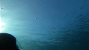 Пинпоинтер СФИНКС 01/02, тест в соленой воде с погружением. SPHINX 01/02 pinpointer water test.