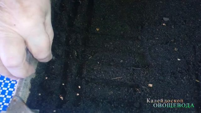 Высокорослые помидоры - посев в ячейки смотреть онлайн