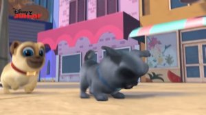 Bingo y Rolly: Disney Junior Music Party - Compilado musical | Disney Junior Oficial