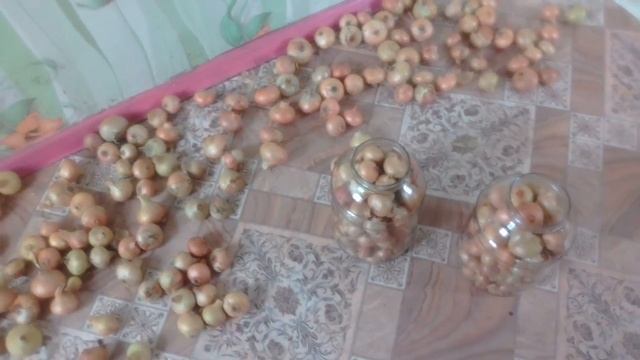 Хранение лука и чеснока на зиму. смотреть онлайн