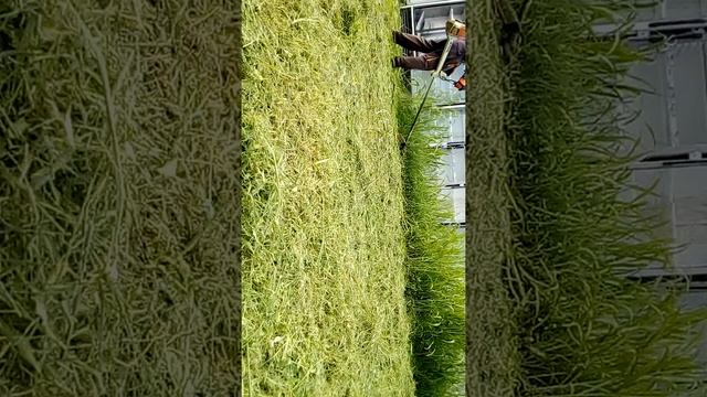 Stil FS450. LANAC. смотреть онлайн