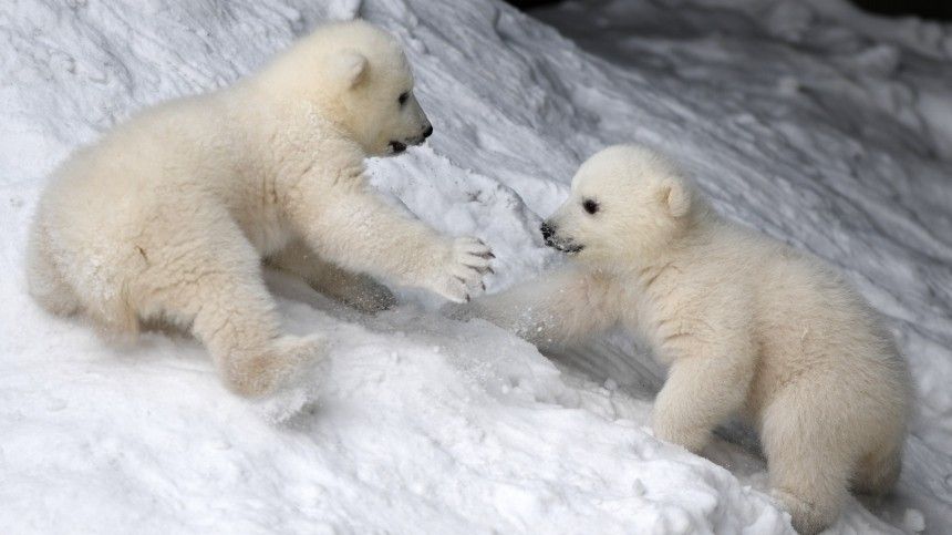 Семья белых медведей встретила экипаж ледокола «Сибирь» в Енисейском заливе