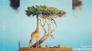 почему у жирафа длинная шея?