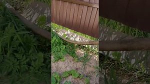 Обслуживание биодевайс