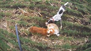 18 ( заяц - утка) Краткий обзор сегодняшней охоты - РАБОТА ЗАРЫ.mp4