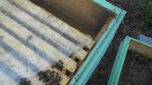 Перезимовавший отводок на 145 рамке с подрамочным пространством 150мм. видео 1