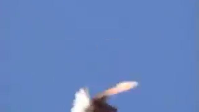 Николаевские голуби в Иркутске.mp4 смотреть онлайн