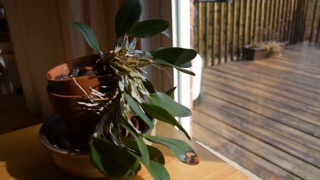 Dendrobium aggregatum (D. lyndleyi) flower bud - out of dormancy March 2021 смотреть онлайн