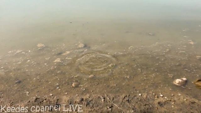 Зелёные друзья ! Рыжик в шоке смотреть онлайн